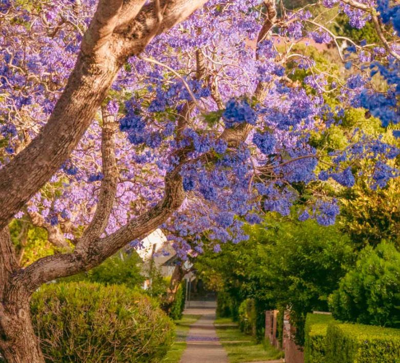 6 árboles con flores moradas que te encantarán - Guía Floral