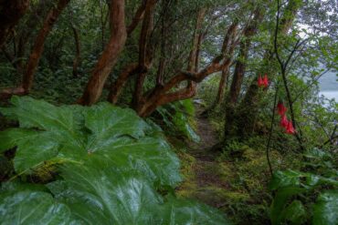 Copihue, nalca y arrayán: guía de flora chilena para identificar en excursiones desde un crucero